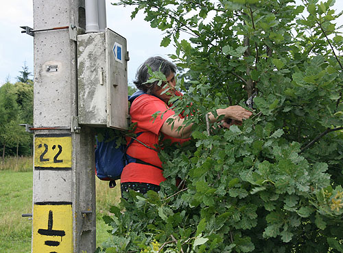 Őrségi festés - Varró Lidi lombtalanít