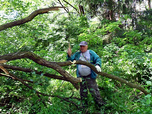Őrségi festés - Labancz Misi eltakarítja a kidőlt fát
