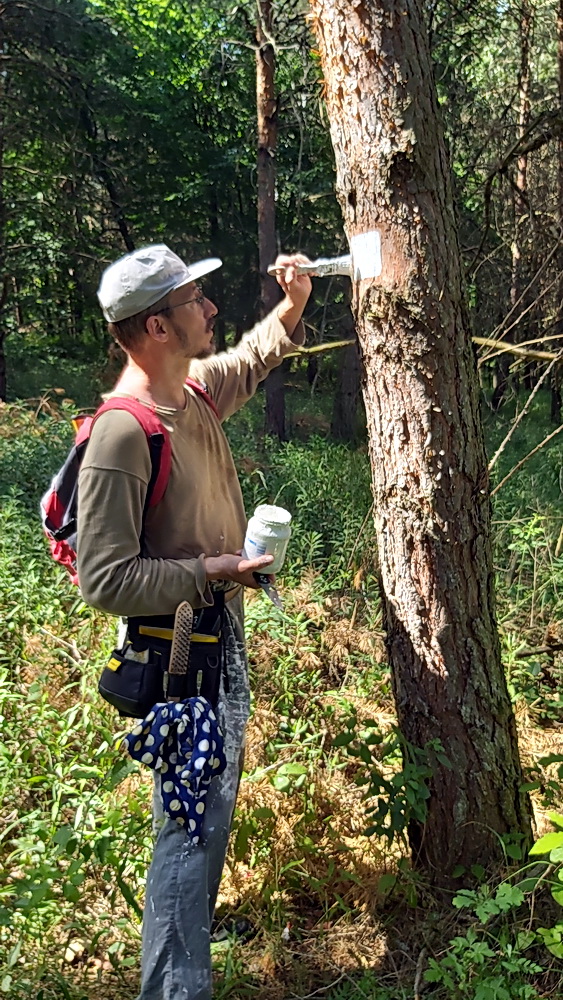 Őrségi turistaút-festés