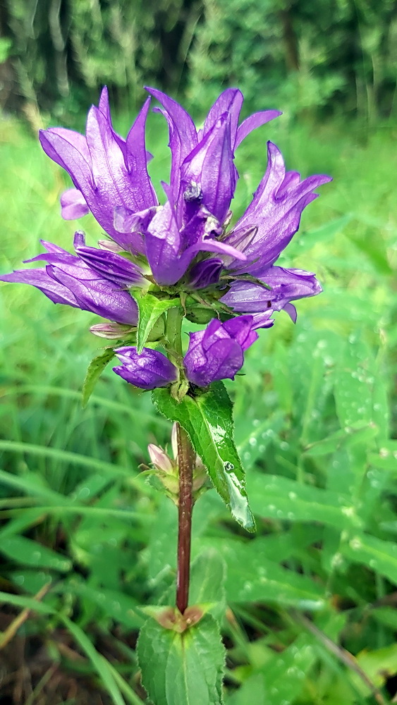 Túra a Kis-Fátrában